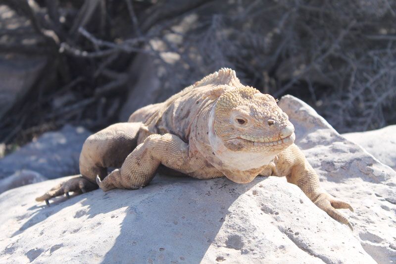 Landleguan sonnt sich auf den Felsen der Insel Santa Cruz