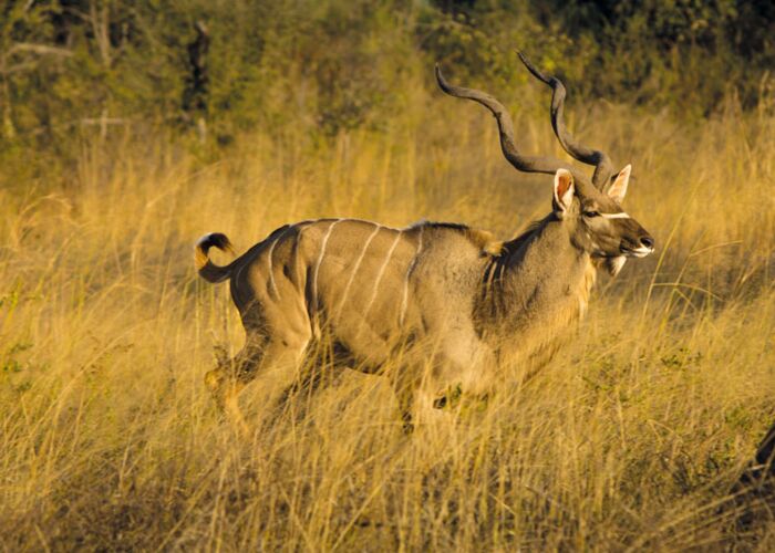 Mit etwas Glück entdecken wir bei der Safari durch Zambia eine Kudu Antilope