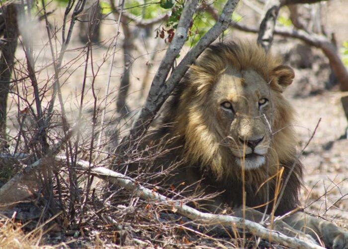 Löwen sind der Inbegriff einer erfolgreichen Safari