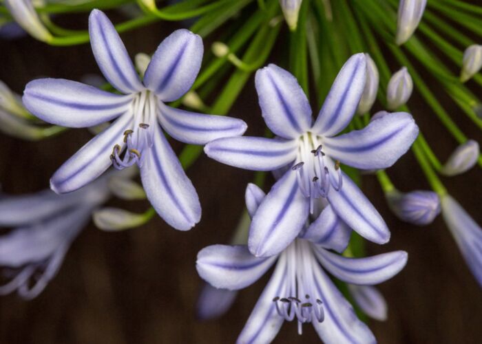 Bei einer Reise durch Zambias Nationalparks erleben wir eine schöne Blumenvielfalt