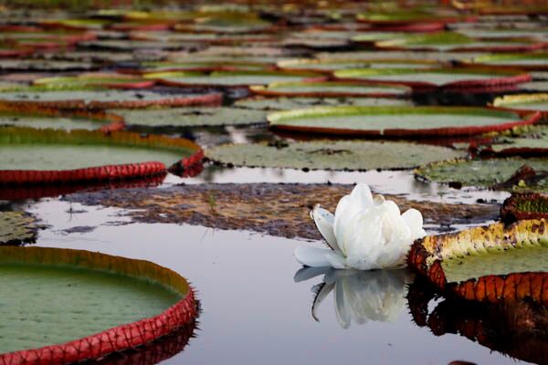 Ein Naturwunder im Amazonas Guyanas ist die Riesenseerose Victoria Amazonica