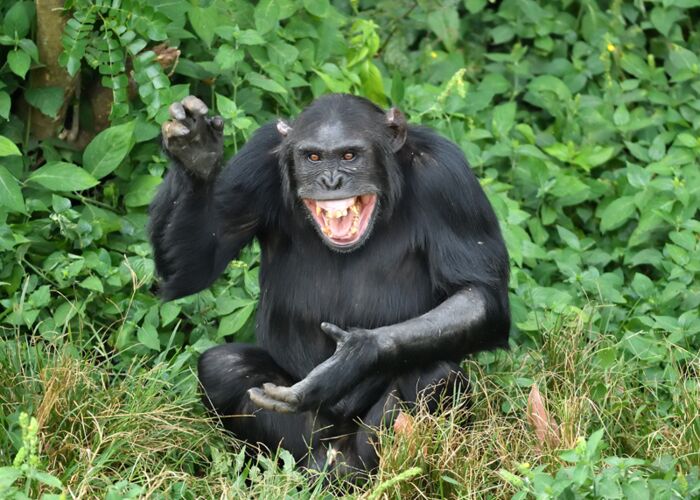 Die beste Reisezeit für ein Schimpansen Trekking in Uganda ist in der Regenzeit