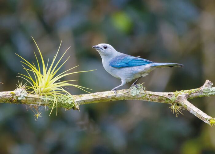 Ornithologen erfreuen sich in Costa Rica einer Vielzahl an Vogelarten