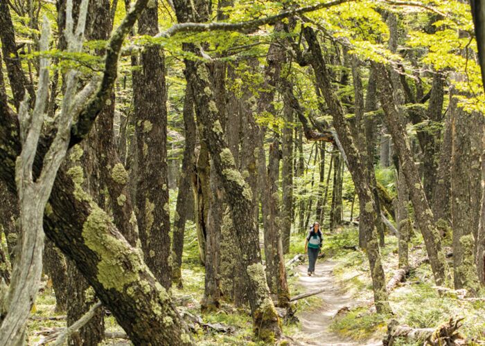 Wanderreise durch den dichten Urwald Patagoniens