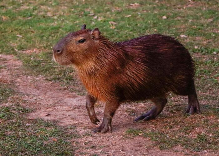 Bei Tier-Safaris durch das brasilianische Pantanal entdecken wir Wasserschweine