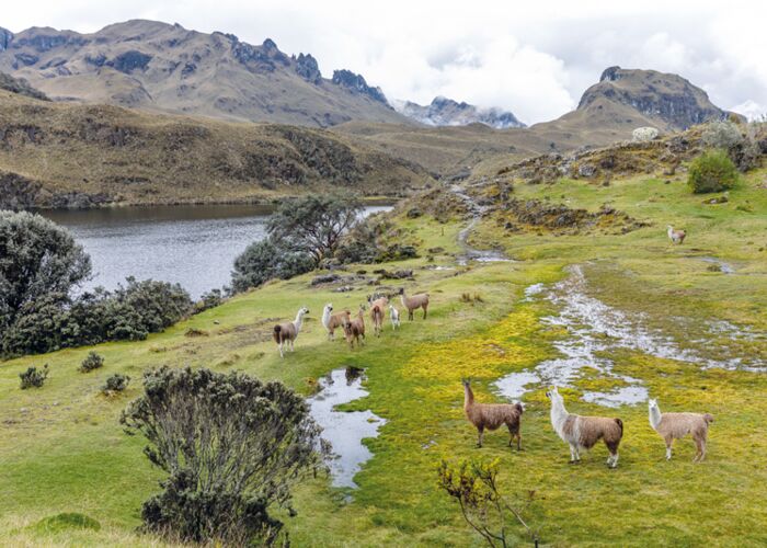 Beim mehrtägigen Ecuador-Trekking begegnen wir oft den freilebenden Alpacas im Hochland