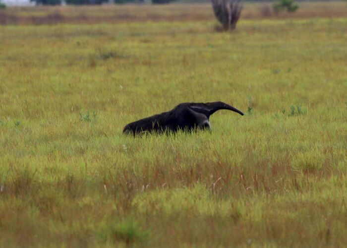 Der große Ameisenbär ist in den Savannen des Amazonasgebietes heimisch