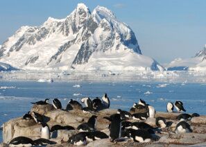 Mitten in den Eisbergen der Antarktis leben große Pinguinkolonien