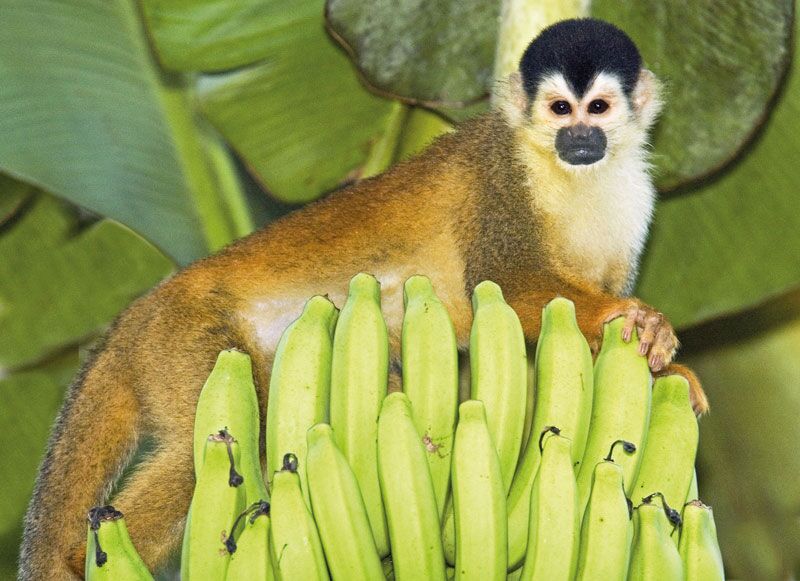 Ein Leibspeise von Affen sind die tropischen Bananen