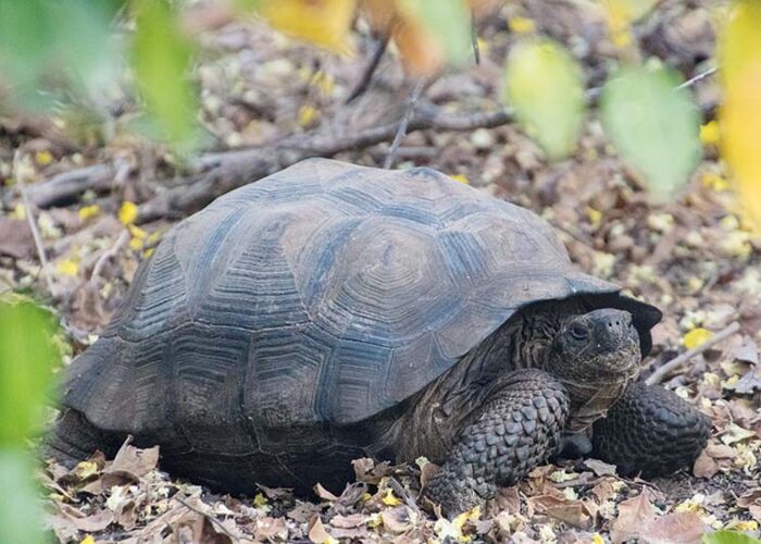 Artenschutz: Auf unserer Reise werden die seltenen Galapagos-Schildkröten geschützt