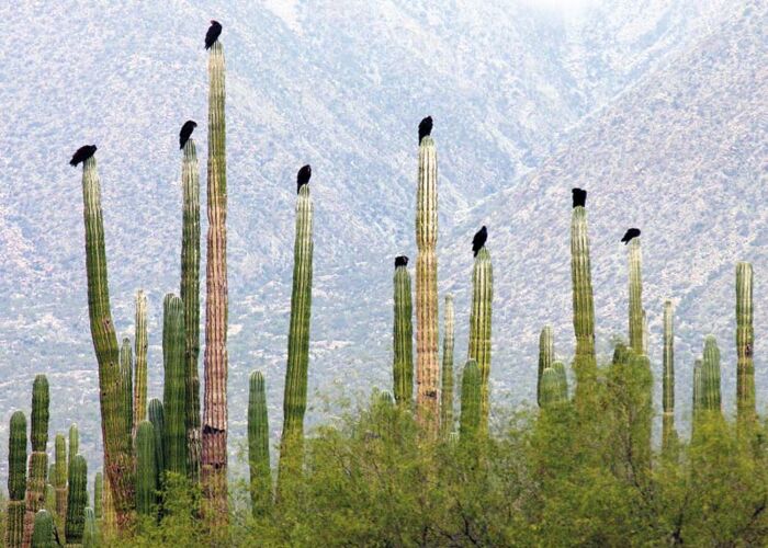 Haushoch ragen die Cerro Kakteen in den Himmel, auf den Spitzen sitzen einige Geier