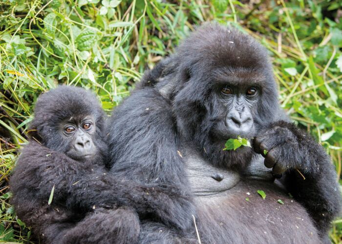 Das Highlight einer Uganda Reise ist die Begegnung mit Gorillas