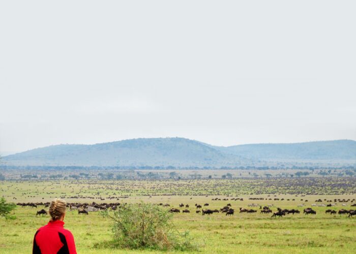 Ein Highlight einer Kenia-Reise ist die Beobachtung der Great Migration