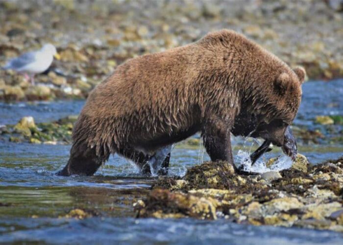 Die beste Reisezeit um Grizzlys im Katmai zu beobachten sind die Sommermonate