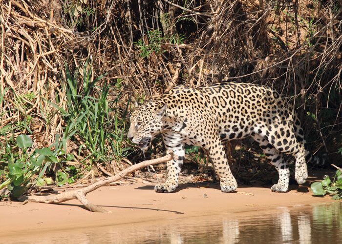 Der Jaguar lässt sich nur selten blicken auf einer Pantanal-Exkursion