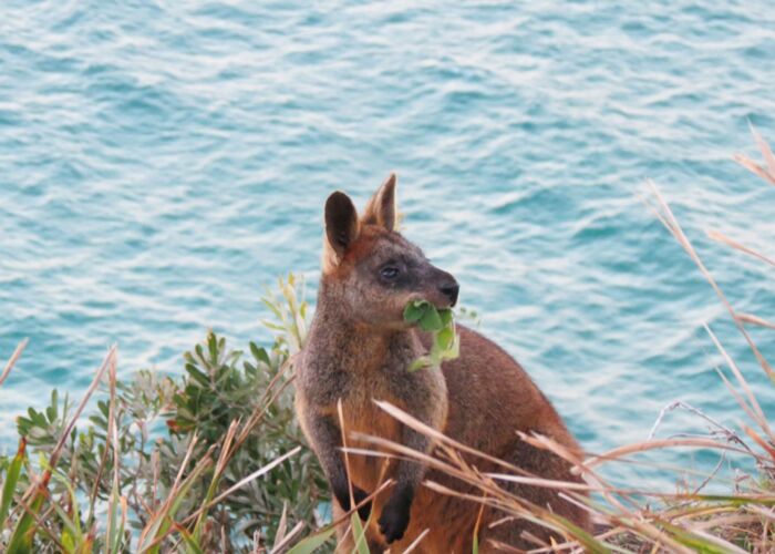 Freches Känguru an der Küste Australiens