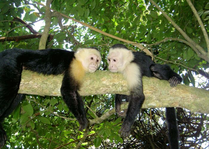 Tierbeobachtungen gehören zu jedem Costa Rica Urlaub dazu