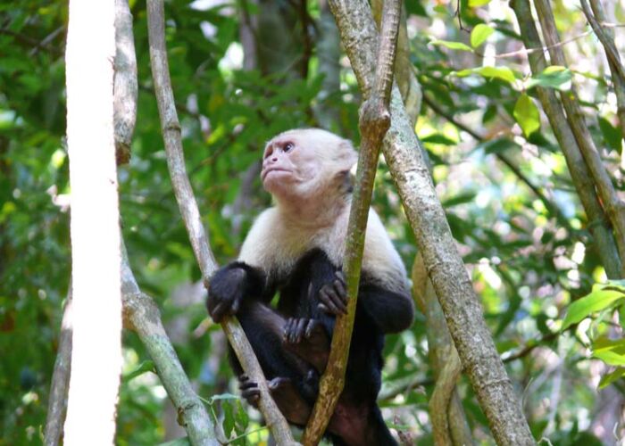 Panama Kapuzineraffe im Nationalpark Manuel Antonio