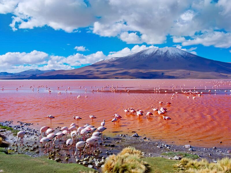 Flamingos tummeln sich auf der farbenfrohen Laguna Colorada in Bolivien