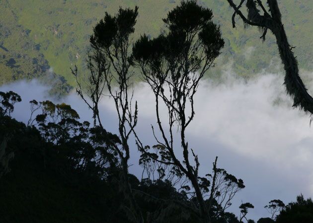 Bei der Wanderreise durch Uganda erleben wir mystische Landschaften in den Ruwenzoris