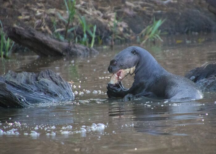 Mit etwas Glück können wir im Pantanal eine Riesenotter sehen