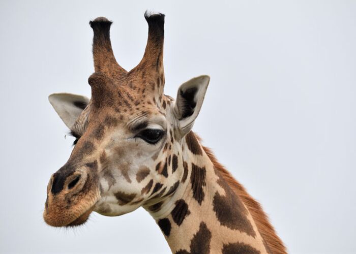 Rotschildgiraffen kommen hauptsächlich in Uganda vor