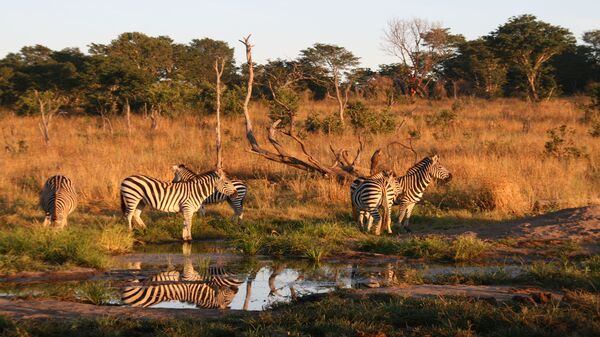 Camp in der Savanne Simbabwes im Hwange Nationalpark mit Tierbeobachtungsmöglichkeiten