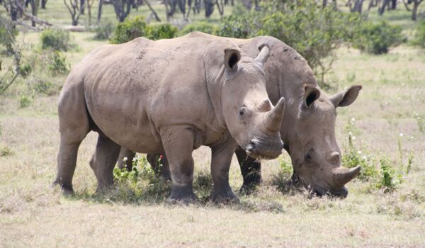 Bei der Safari durch den Amboseli Nationalpark begegnen wir Spitzmaulnashörnern
