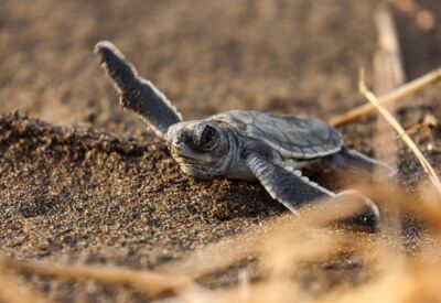 Ein besonderes Highlight einer Costa Rica Reise ist das Beobachten von Schildkröten im Tortuguero