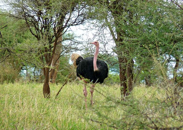 Der Hals des männlichen Vogelstraußes färbt sich während der Paarungs rosa