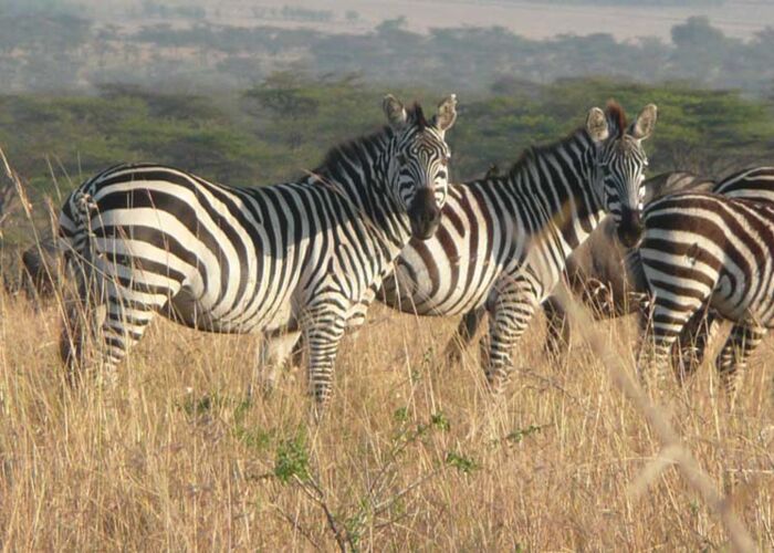 In Südtanzania beobachten wir auf Safari vor viele Zebras