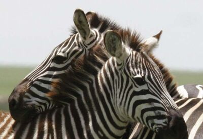 Der beste Ort um Zebras in Zambia zu beobachten ist der South Luangwa Nationalpark