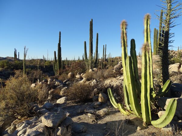 Greisenhaupt- und Cardonkakteen vor Felsen in der Nähe von Catavina