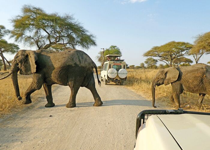 Bei einer Pirschfahrt durch den Tarangire Nationalpark begegnen wir Elefantenherden