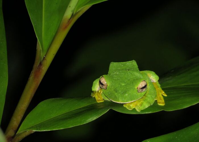Bei einer geführten Nachwanderung durch den Dschungel entdecken wir den fliegenden Frosch
