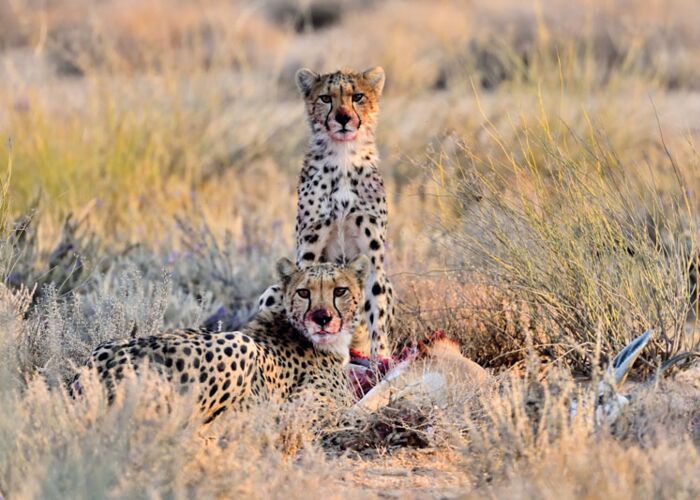 Der berühmte Etosha Nationalpark ist das Highlight einer jeden Namibia Reise