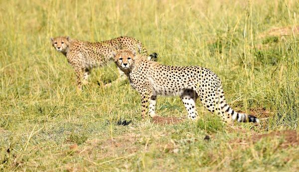 Auf Fußpirsch und Jeepsafari im Queen Elizabeth Nationalpark