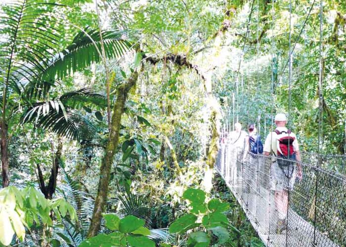 Nahe des Arenal Vulkans führt eine Wanderung über Hängebrücken durch den Regenwald