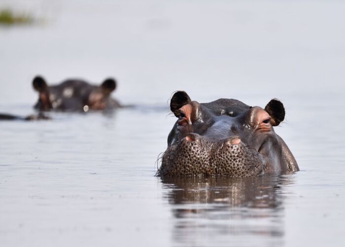 Bei einer Bootstour am Kafue River im Kafue Nationalpark beobachten wir die riesigen Hippos