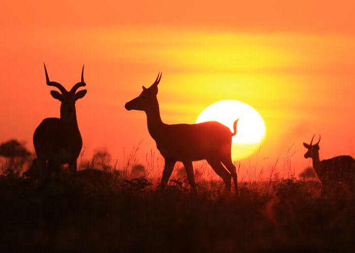 Imapalas beobachten beim Sundowner und einer Abendpirsch in Ugandas Savanne
