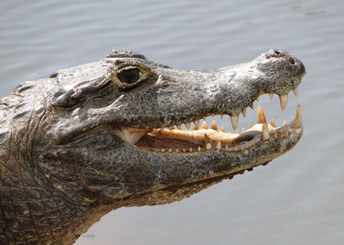 Das Pantanal ist das größte Binnendelta Südamerikas und ist Heimat vieler Tiere