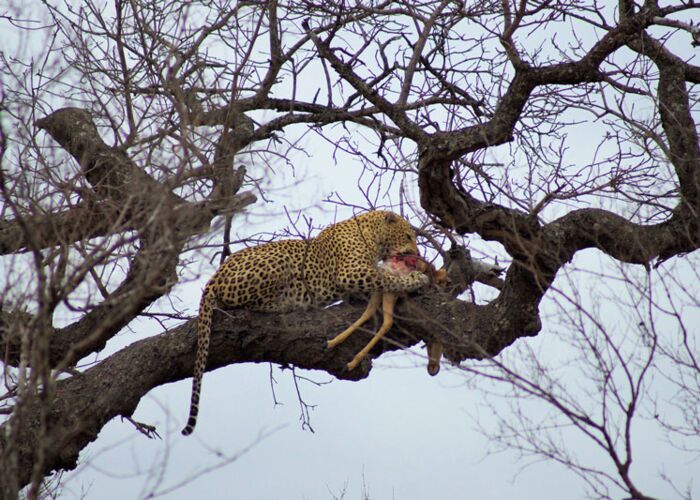 Bei der geführten Kleingruppen-Rundreise durch den Krüger Nationalpark sichten wir Leoparden