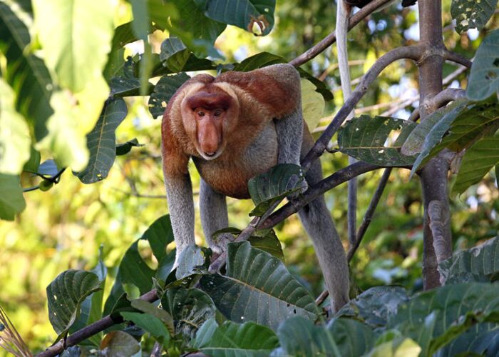 Tagesausflug zu den Nasenaffen im Bako Nationalpark im Regenwald Borneos