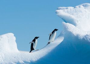 Pinguine beobachten ist eines der Highlights einer Antarktis Reise