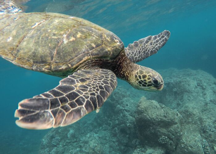 Die beste Reisezeit um Schildkröten in Tortuguero zu beobachten ist von März bis Oktober