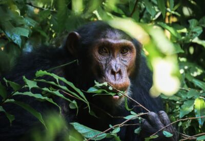 Beim geführten Schimpansen-Tracking im Murchison Falls Nationalpark