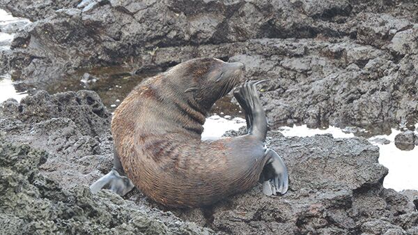 Ein Galapagos-Seebär bei seiner tägliche Fellpflege.