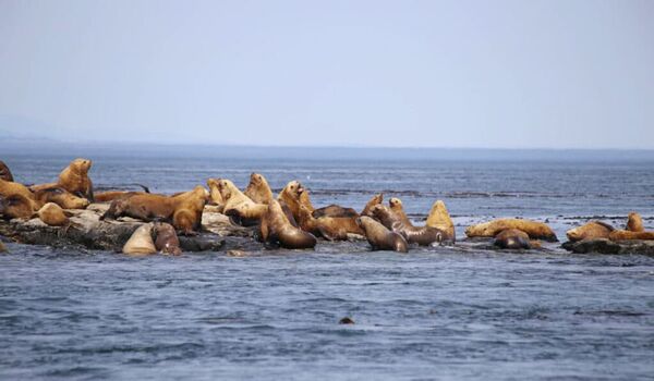 Bootsausflug Trinity Bay mit Walbeobachtung und Beobachtung von Seelöwen und Robben