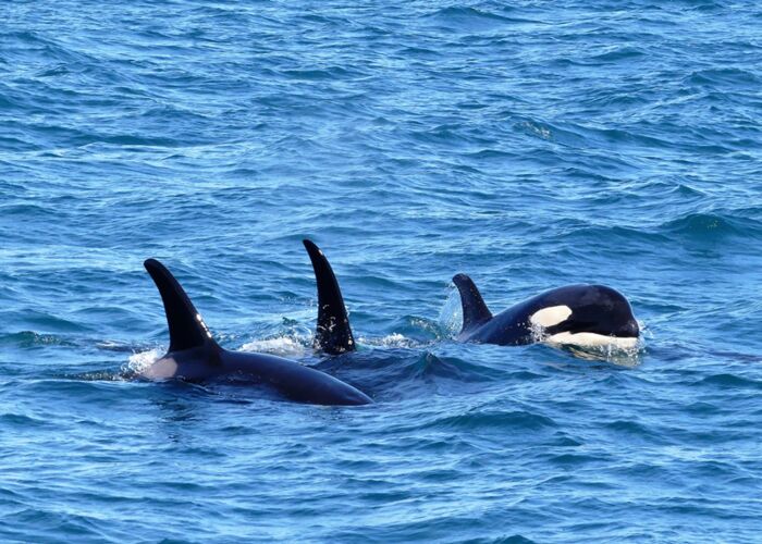 Bootstour zur Walbeobachtung von weißen und schwarzen Orcas