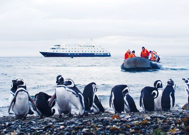 Magellan-Pinguine vom Boot aus in freier Natur beobachten